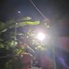 nopesz_
