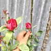 raiatul.roja
