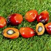 Planters Kalimantan