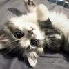 sima_483_