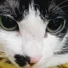 taogayhaha