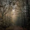 Whispers of Ilire