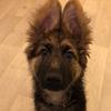 jim_the_german_shepherd