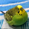 pajarogordo30001