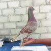 aldosetiawan127