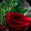 user1912886280660