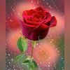 israt92524