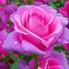 user6740215018424