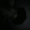 siillvaaxzz_