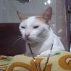 jareth..12a