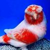 birds_of_elite