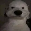 insanemind0