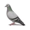 pigeon55879