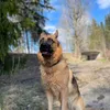 i_love_my_pets21
