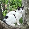 char_catsrule13
