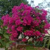 hong.huynh5792