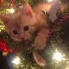 ieatdogslalala123