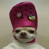 dunkin_skates