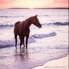 shahahad_355