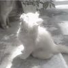 esther.mustache