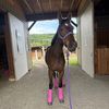 that_bay_mare25