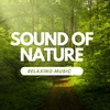 naturalsounds.vn