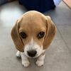 soy.gaia.la.beagl