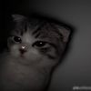 syaa_ay4