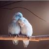 rajaaftab269