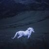 horse_rk