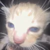 ngoquynhtotrang11