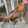 purwanti8857