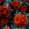 khadija.ali264