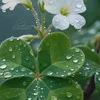 janna._1234