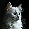 kingahed7