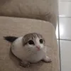 alanivjjp7q