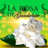 Rosa de Guadalupe 🤍