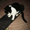 jezz_kitty20