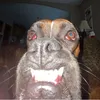 rhymes_with_grug47