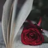 melodyandmuse
