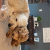 tobyandcharlythedoodles