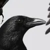 caiecaiecaie