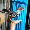 ngoan.c6