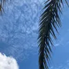 foi_88