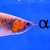 schrdingers.fish