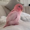 @Happy.bird7798