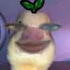 cricetinae_17