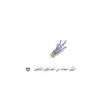 noor.mohmed73