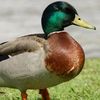justicforduckybahi
