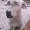 dibujito620